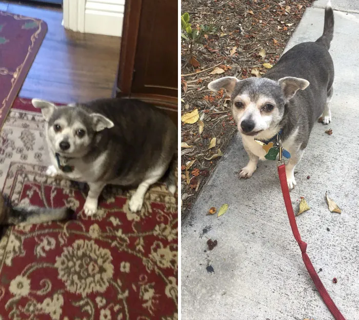 My 90-Year-Old Neighbor Hasn’t Walked Her Dog In Years So I Volunteered To Do It For Her. So Proud Of Buddy’s Weight Loss