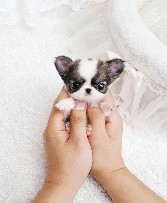 Tiny, adorable puppy being gently held, showcasing its cuteness against a soft, white background.