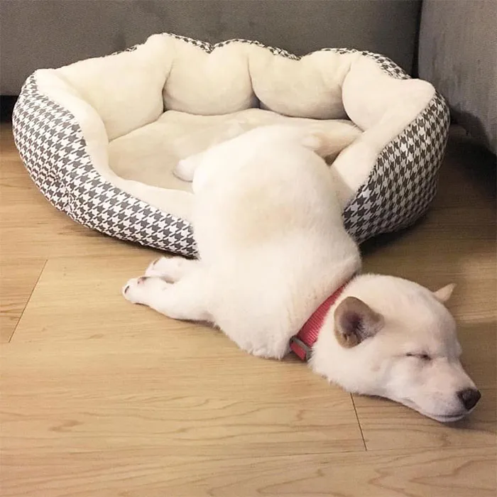 Qué cansado es ser adorable