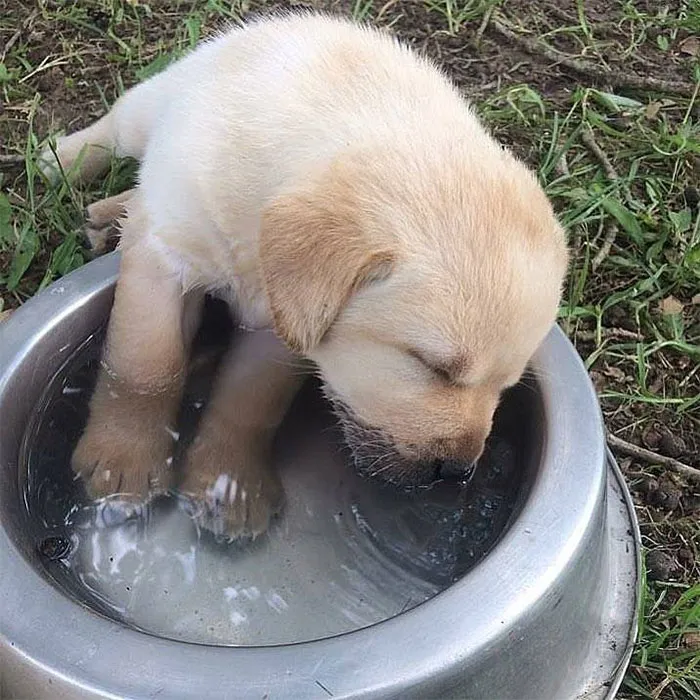 Adorable puppy sleeping in a water bowl on the grass.