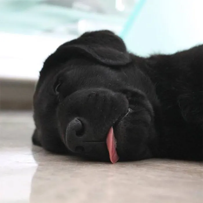 Cute puppy sleeping on the floor with its tongue out.