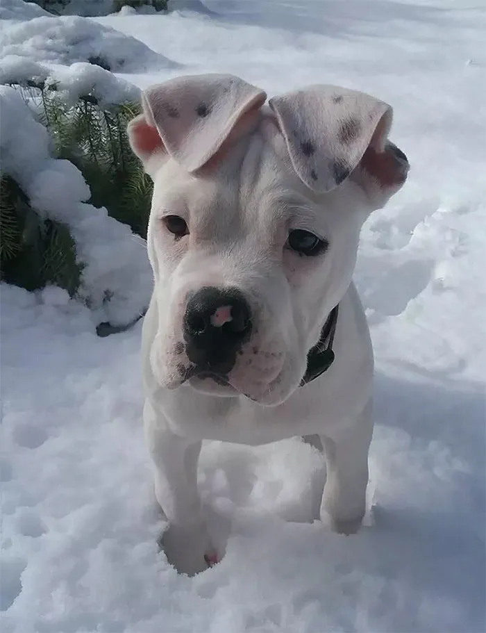 Cute puppy with floppy ears standing in the snow.