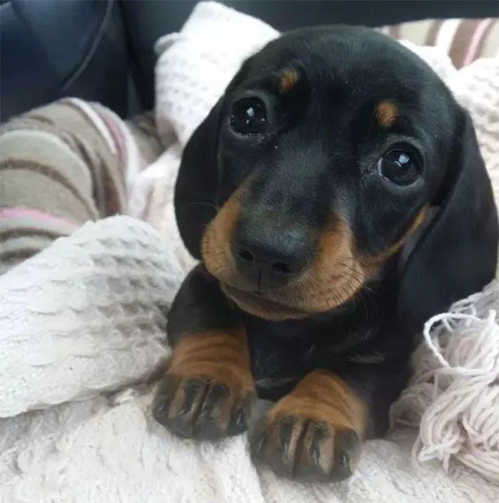 Cute puppy snuggled in a soft blanket, showcasing adorable expressions.