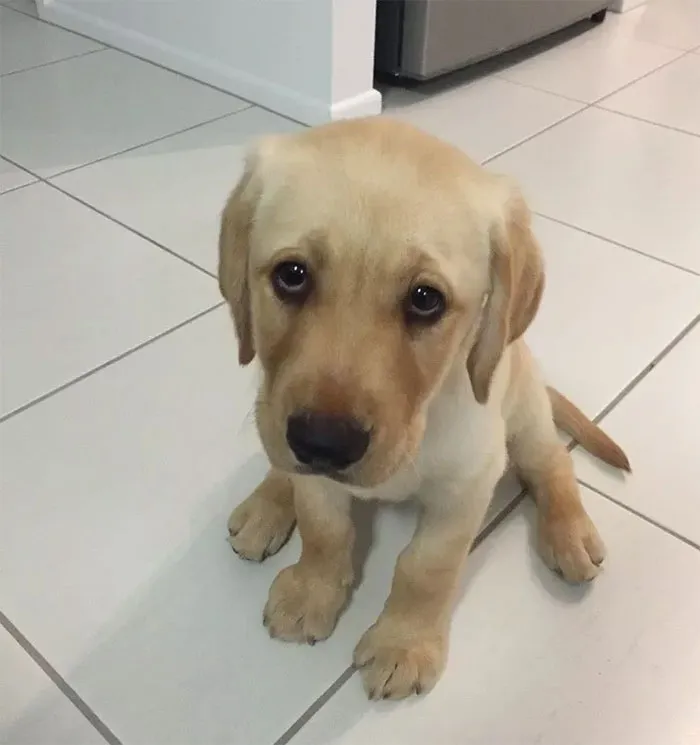 Adorable Labrador puppy sitting on a tiled floor.