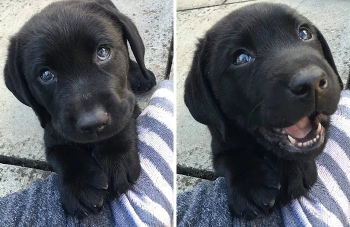 Adorable black lab puppy with big eyes, looking up and smiling, showing its playful side.