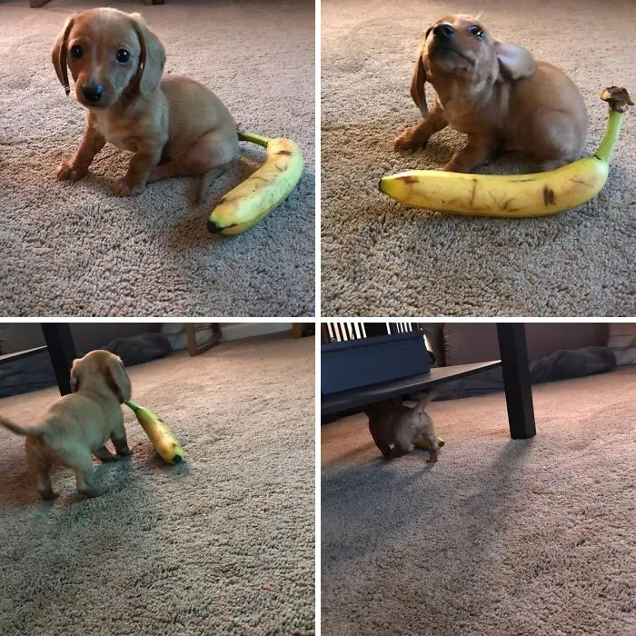 Cute puppy playing with a banana on a carpet.