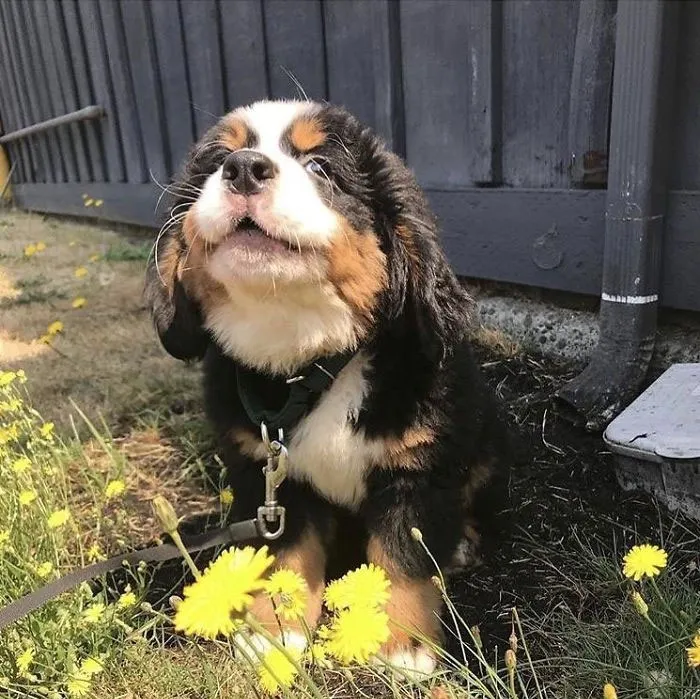 Adorable puppy sitting in a garden with yellow flowers, looking up happily.