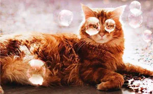 I Photograph The Adventures Of My Cat (30 Pics)