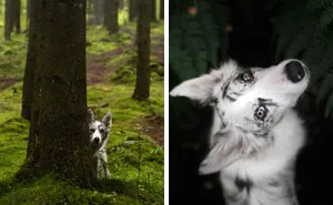Adventurous Dogs In Breathtaking Landscapes: I Photographed Four-Legged Models In Norway, Iceland And Alaska (30 Pics)