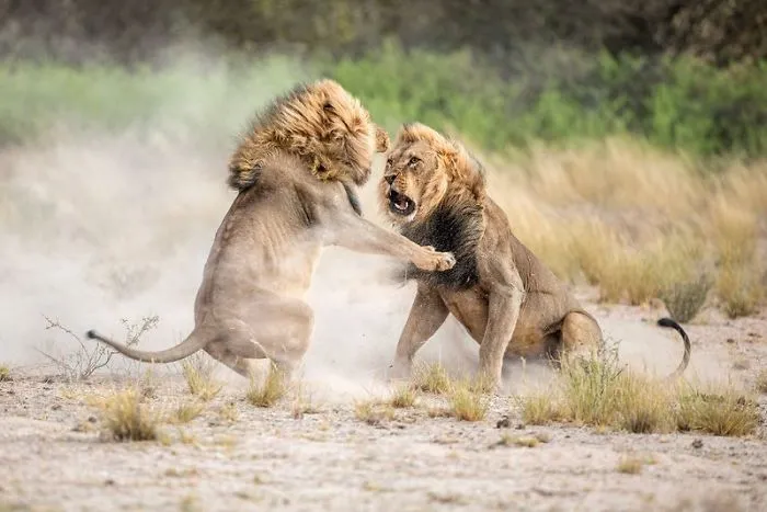 Clashing Cats