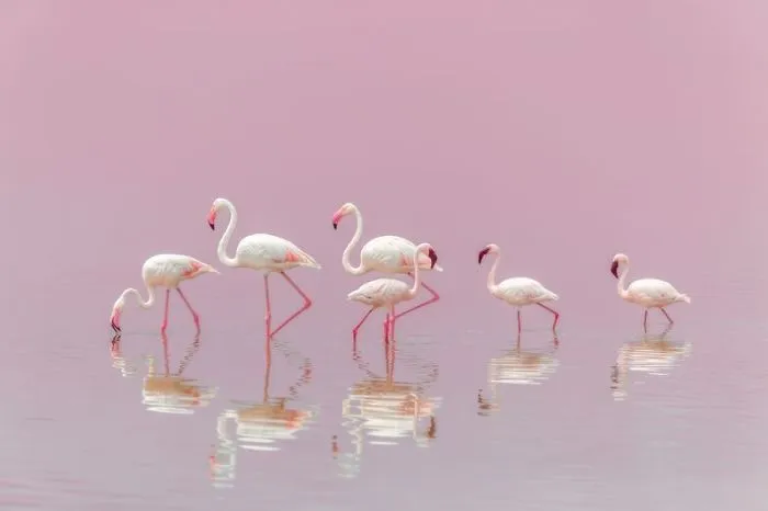 Flock Of Flamingos