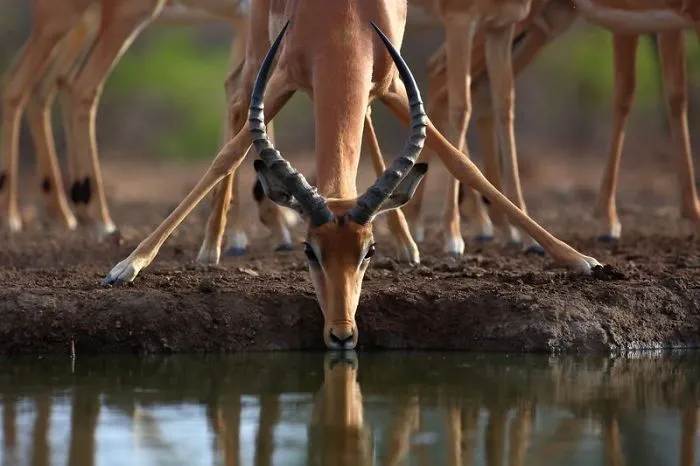 Taking A Sip