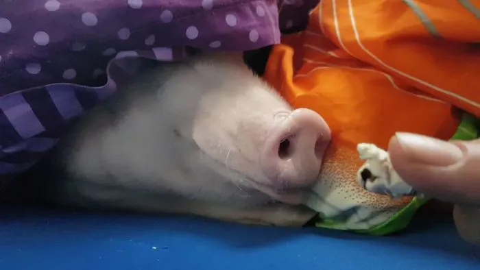 Paul The Clever Pig ... What Is He Doing Today?!