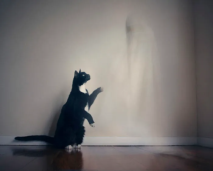 I Photograph Animals Every Halloween