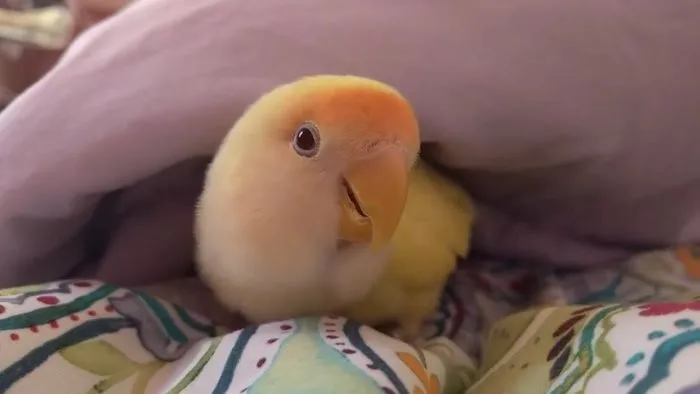 Funny Parrots And Cute Birds - Cutest Birds Compilation 2018