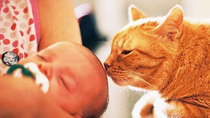 Cats Meeting Babies For The First Time Compilation