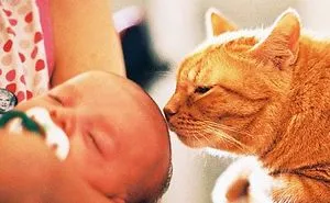 Cats Meeting Babies For The First Time Compilation