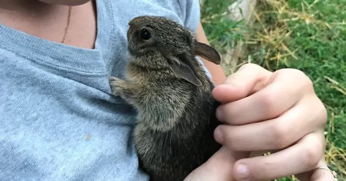 We Found A Bunny... With Our Chickens!