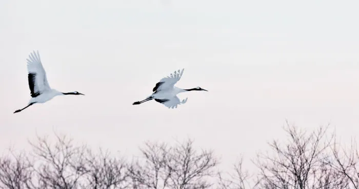 A Winter's Dance - Japan's Red Crowned Cranes