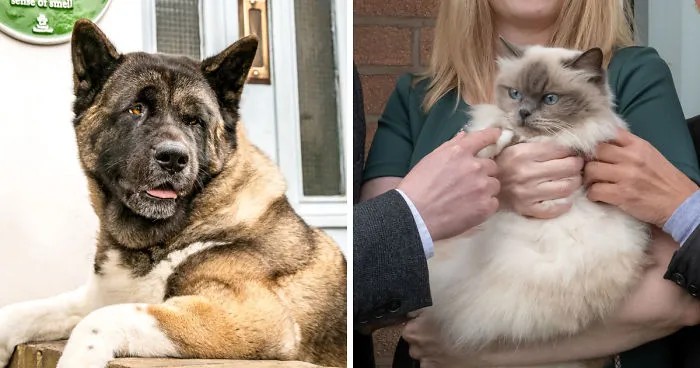 A New Plaque Scheme Has Launched And It's All About Celebrating Amazing Animals
