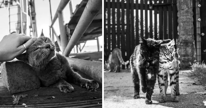 I Spent Years Trying To Photograph Moments Of 'Catisfaction' (Part 3)