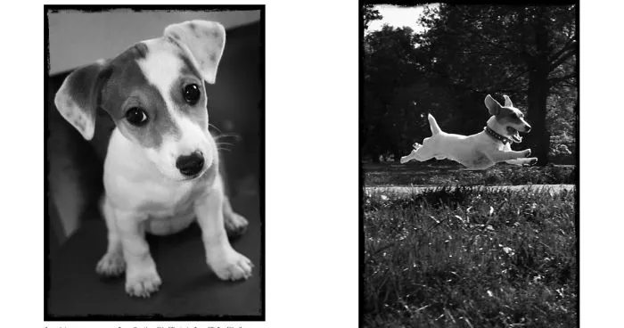 Once Upon A Time There Lived A Dog