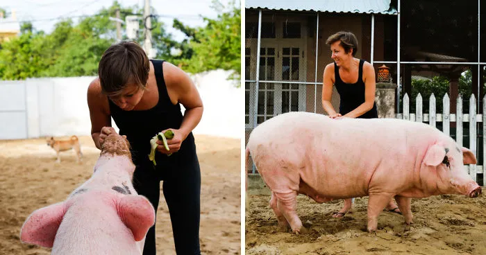 Rescued Pig Living The Good Life In Vietnam