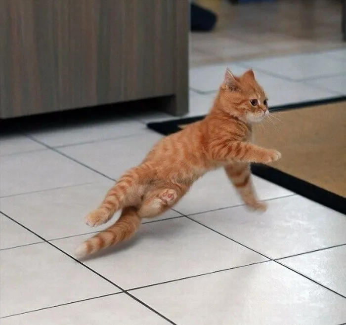 30 Of The Funniest Dancing Cat Pics