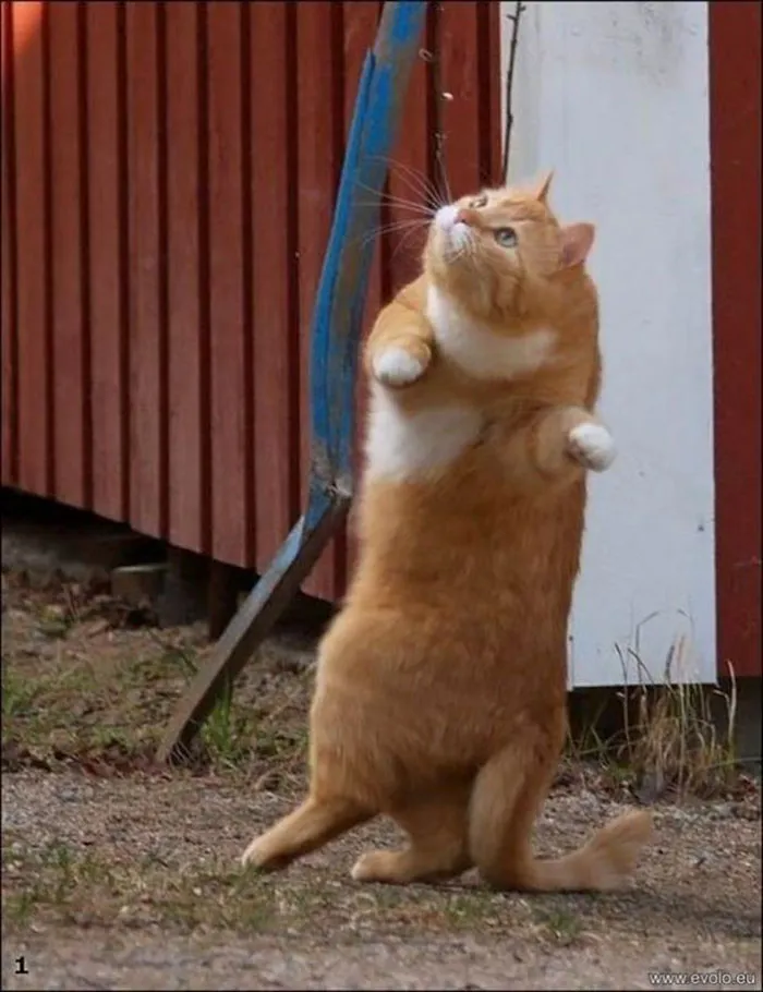 30 Of The Funniest Dancing Cat Pics