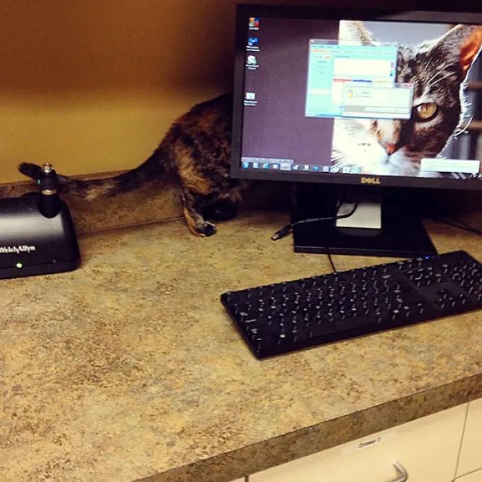 Perfect Hiding Spot