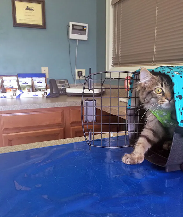 Dexter's Vet Visit As A Kitten
