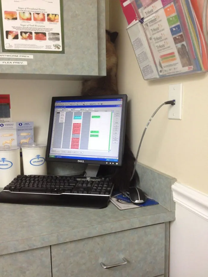My Cat's Hiding At The Vet. Can You Spot Her?
