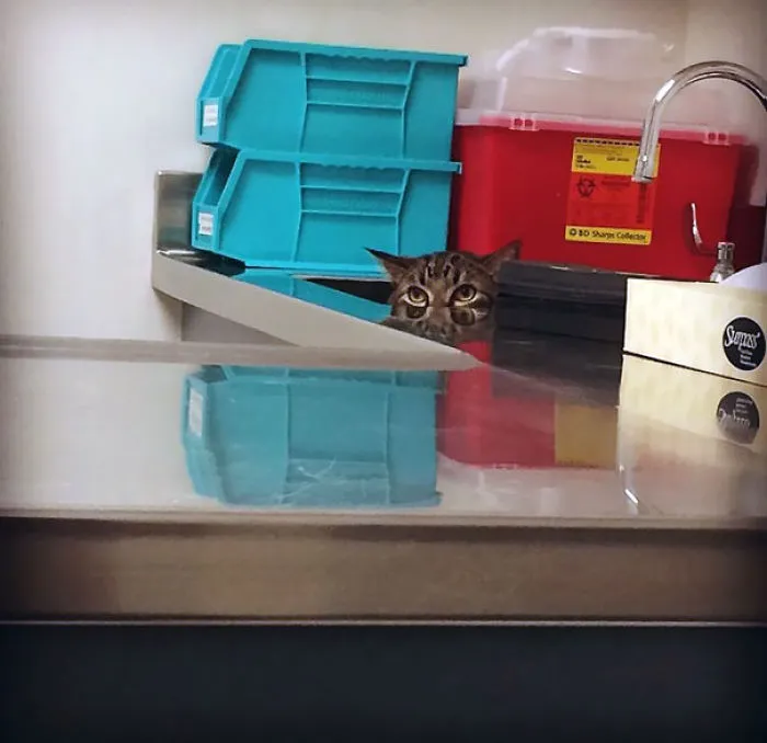 Jojo Doesn't Like The Vet