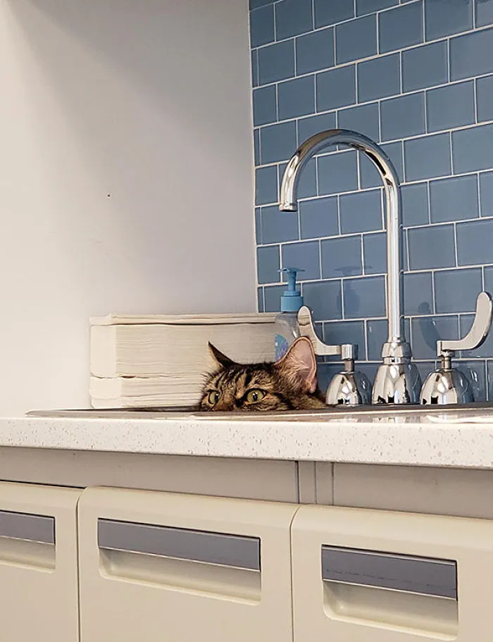 My Husband Took Our Cat To The Vet Today