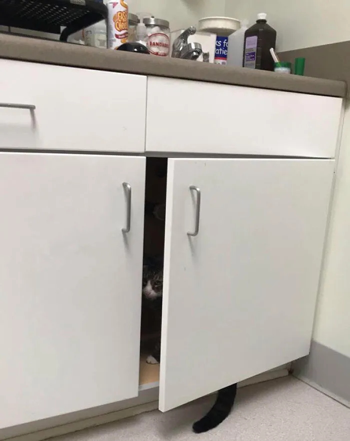The Vet Will Never Find Me In Here