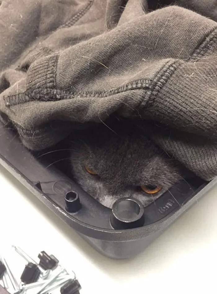 Someone Is Not A Fan Of The Vet