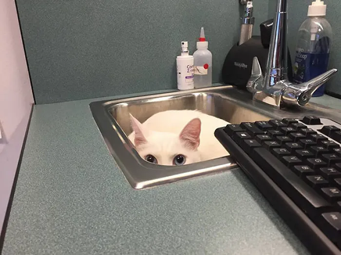 Hiding From The Vet