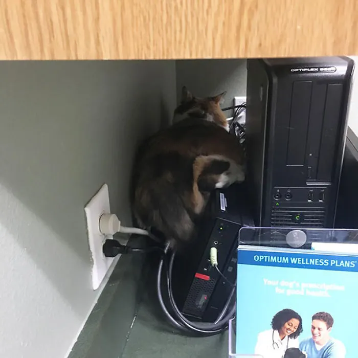 Spot The Cat