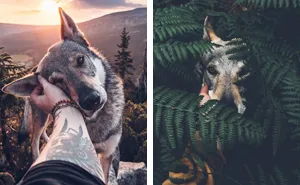 Tired Of #FollowMeTo Instagram Pics? This Guy Pets His Dog Everywhere He Goes, And It’s 36 Times Better