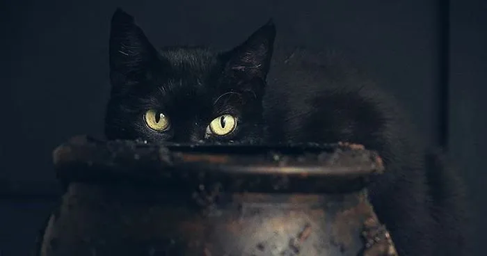 I Photograph Animals Every Halloween