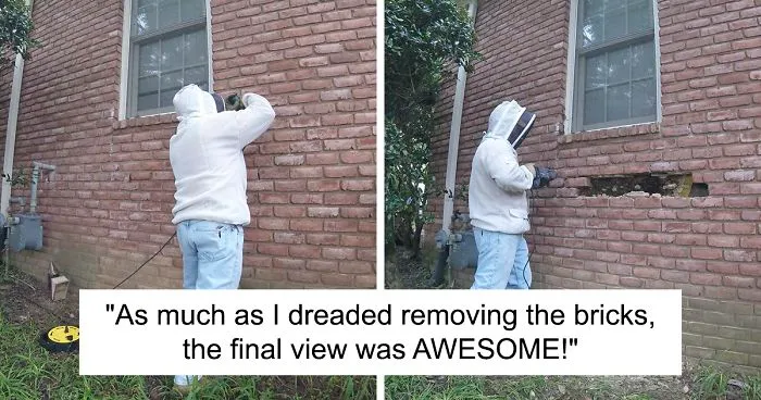 Bee Remover Posts What He Found After Removing The Bricks From A Client's Home, And His Photos Go Viral