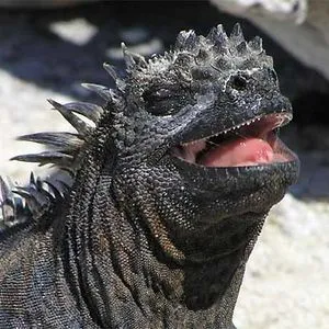Iwannaiguana