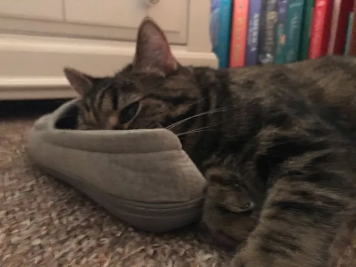 Sweet P And My Slipper