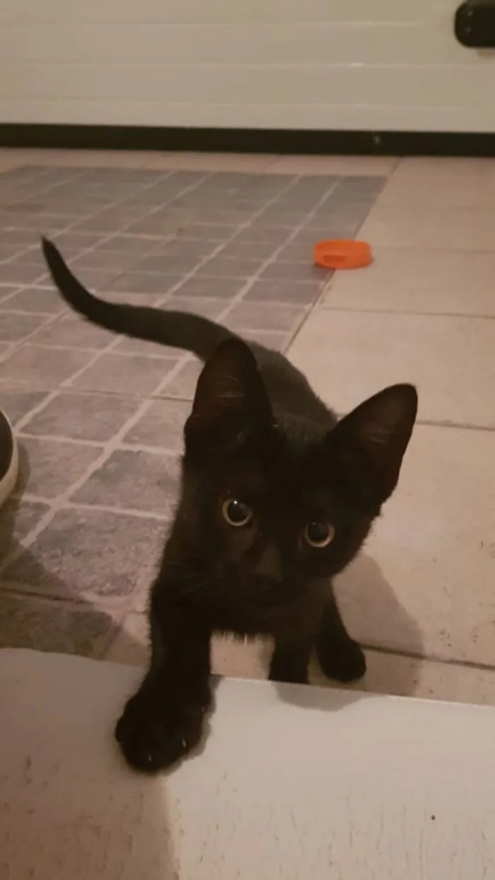 Baby Cat To Light Up Your Day