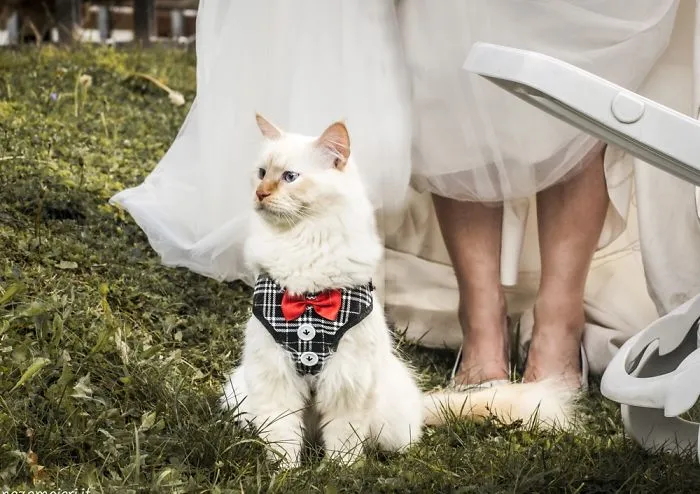 I Capture The Magical Post-Wedding Moments Of Newly-Weds And Their Cats (Part 2)