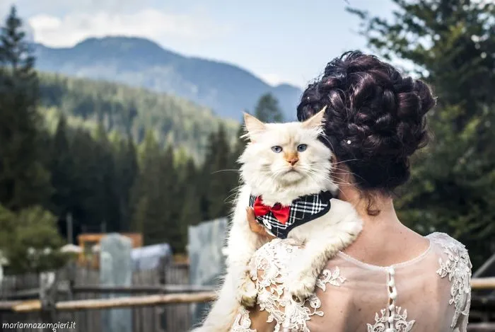 I Capture The Magical Post-Wedding Moments Of Newly-Weds And Their Cats (Part 2)