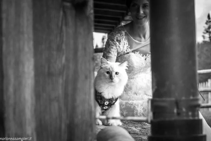 I Capture The Magical Post-Wedding Moments Of Newly-Weds And Their Cats (Part 2)