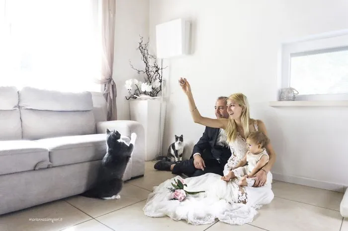I Capture The Magical Post-Wedding Moments Of Newly-Weds And Their Cats (Part 2)