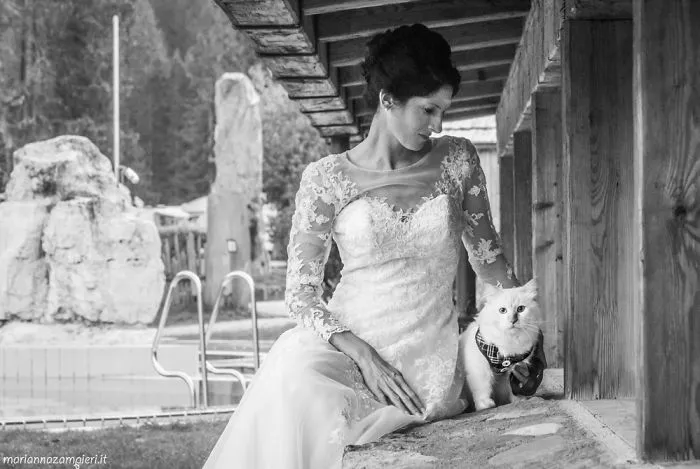 I Capture The Magical Post-Wedding Moments Of Newly-Weds And Their Cats (Part 2)