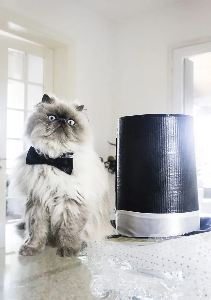 I Capture The Magical Post-Wedding Moments Of Newly-Weds And Their Cats (Part 2)